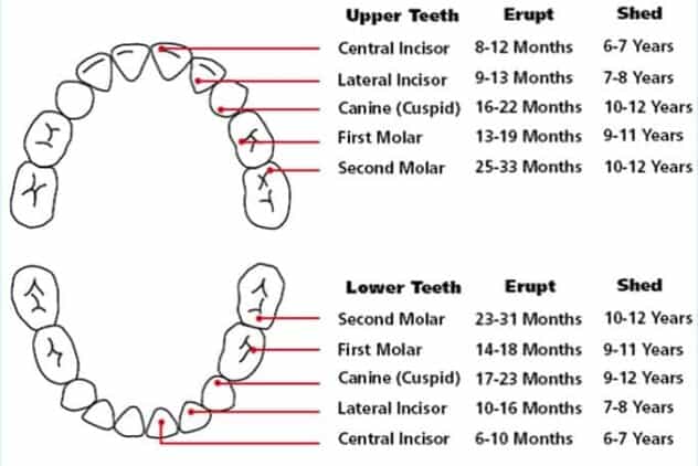 Ultimate Guide to Toddler Teething (Symptoms, Remedies, Best Tips)